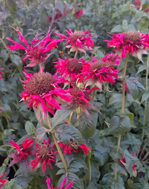 Monarda didyma `Rote Töne`